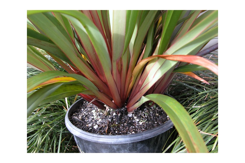 Tasred's colouring of red base and red tinged foliage