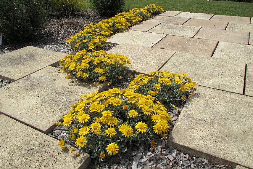 A non-invasive Gazania