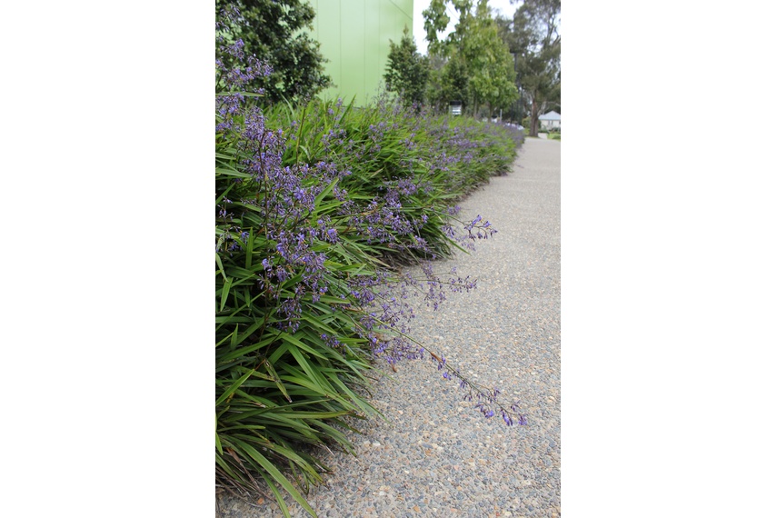 Masses of beautiful little purple and yellow flowers