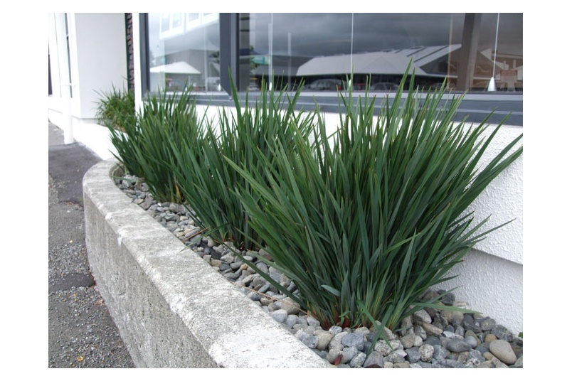 Dianella Revoluta - Little Rev Plant By Ozbreed – Selector